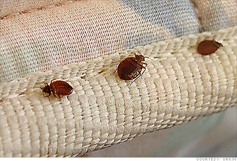 How to control bed bugs easily